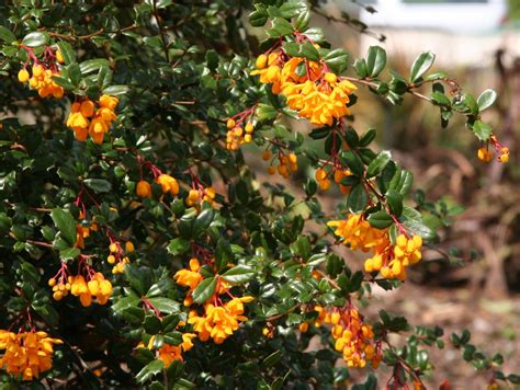 Berberis.