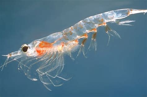 Krill.